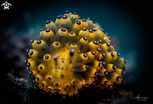 A Janolus sp. | Sea Slug Janolus Nudibranch