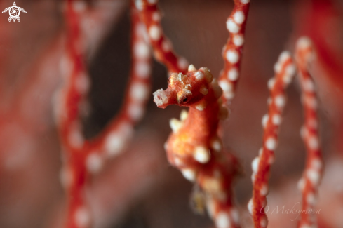 A Denise's pygmy seahorse (Hippocampus denise) 