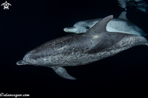 A underwater creature