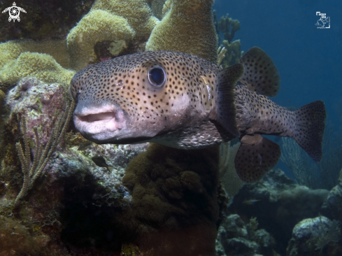 A Diodon hystrix | Porcupinefish