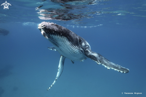 A Humpback whale