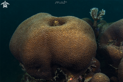 A Montastrea cavernosa | Great Star Coral