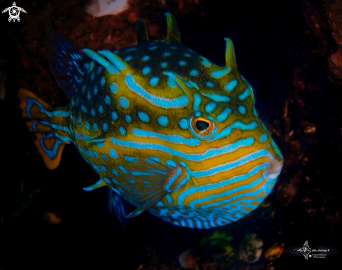 A Shaw's Cowfish