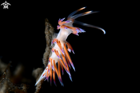 A Cratena peregrina nudibranch