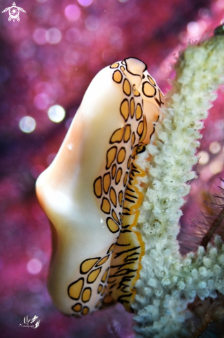 A Flamingo Tongue 