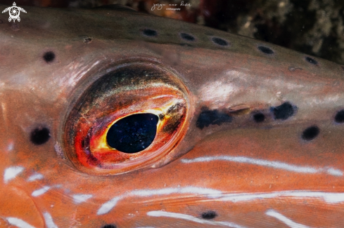 A Trumpetfish