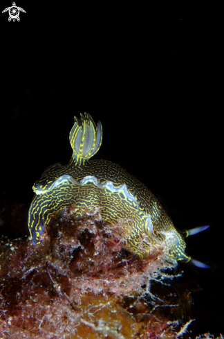 A Felimare picta | Felimare picta nudibranch