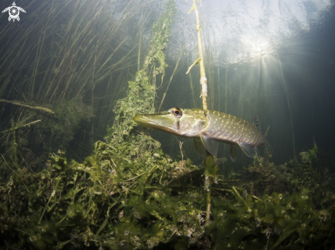 A Northen pike