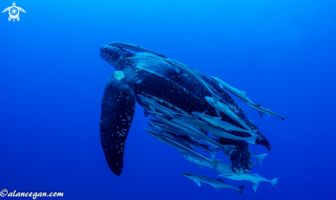 A Leatherback Turtle