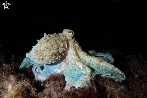 A Common octopus