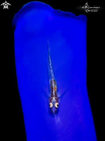 A Whip coral Goby 