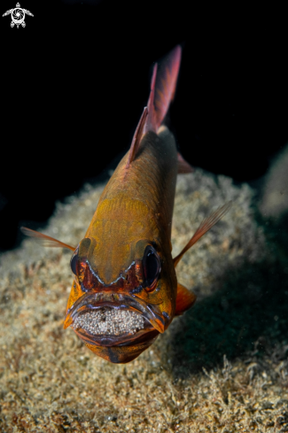 A Cardinal Fish