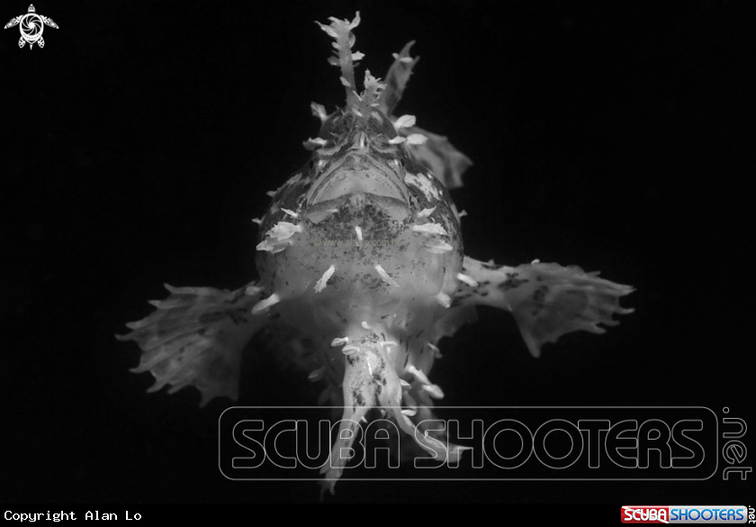 A Sargassum frogfish