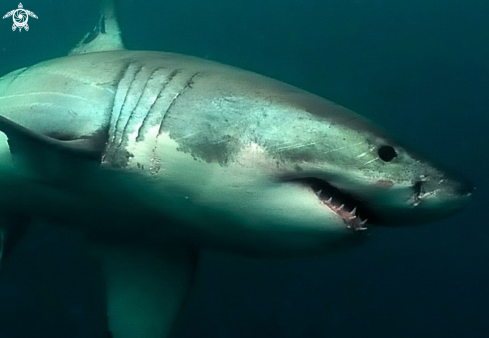 A Grt White Shark