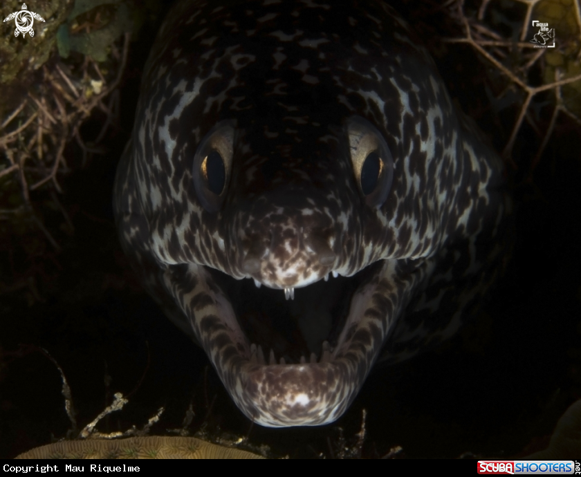 A Spotted Moray