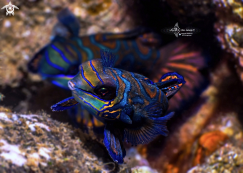 A Synchiropus splendidus (Herre, 1927) | Mandarin Fish Couple