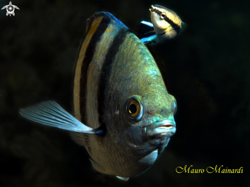 A Abudefduf vaigensis with cleanfish | Sergente maggiore con pulitore