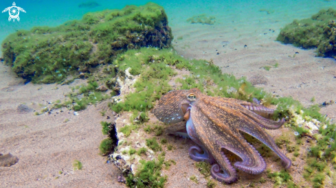 A Octopus