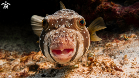 A Puffer fish