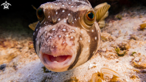 A Puffer Fish