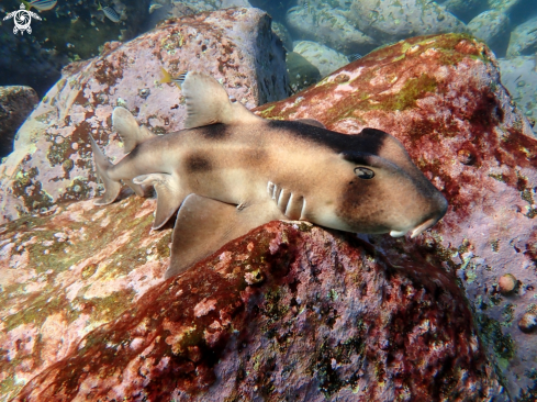 A Crested horn shark