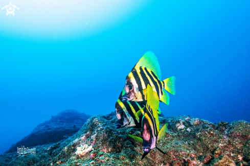 A Evistias acutirostris (Temminck & Schlegel, 1844)  | Striped boarfish