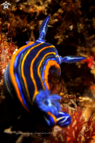 A Nudibranch