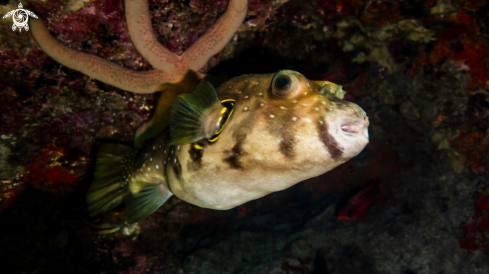 A Puffer Fish