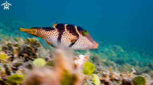 A Saddle Valentini Puffer Fish