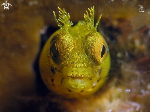 A Roughhead Blenny