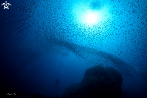 A Silversides