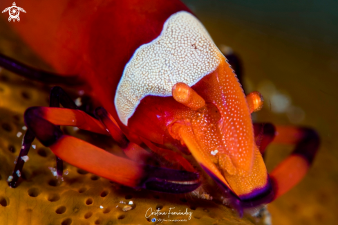 A Zenopontonia rex | Shrimp