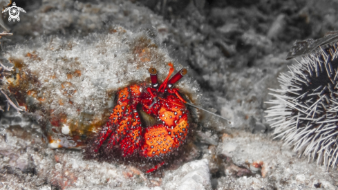 A Hermit Crab