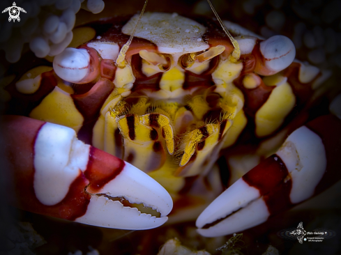 A Harlequin Crab