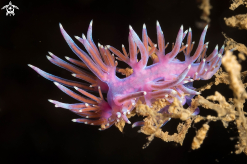 A Flabellina affinis | Flabellina rosa