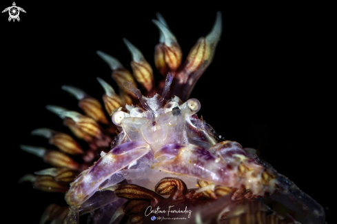 A Porcellanella triloba | Crab