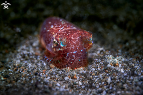 A Cuttlefish