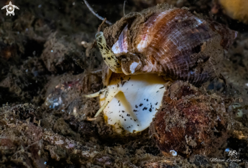 A nudibranch