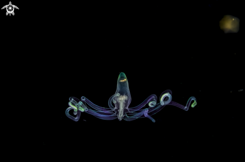 A anemone larva  | anemone larva 