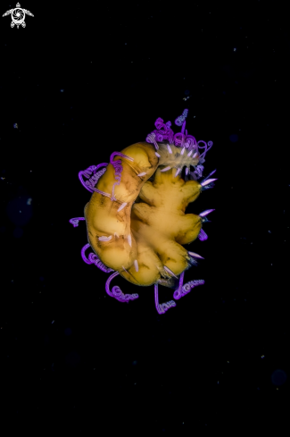 A cirratulid polychaete worm | cirratulid polychaete worm