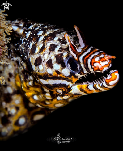 A Leopard Moray Eel