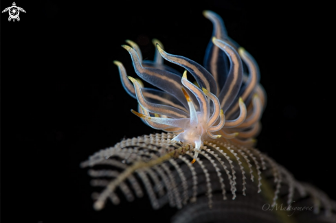 A Nudibranch Tenellia sp. 