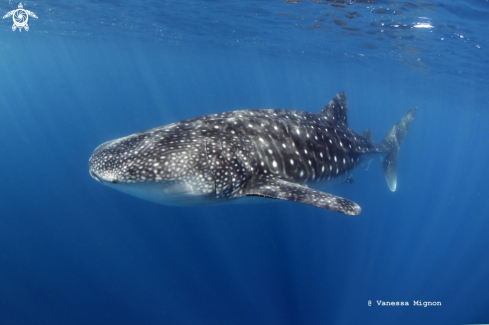 A Whale shark