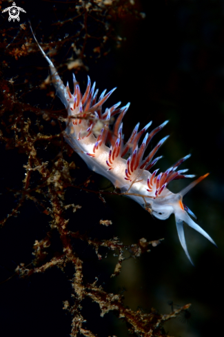 A Cratena peregrina nudibranch