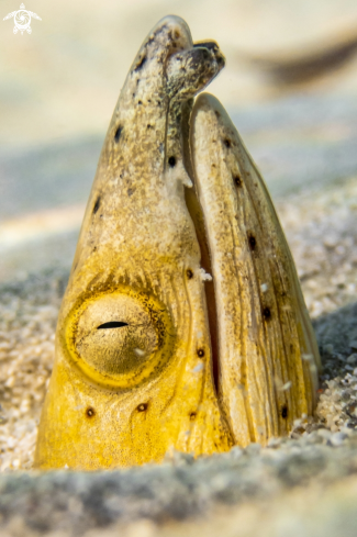 A Snake Eel