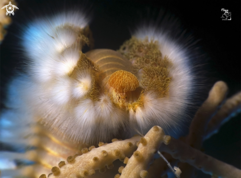 A Bearded Fireworm