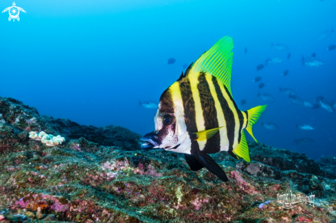 A Striped boarfish