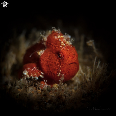 A Tiny frogfish (Antennarius pictus) 