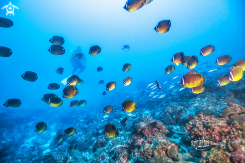 A  Oriental butterflyfish 