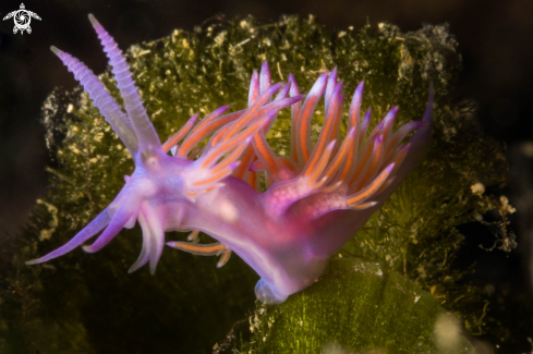 A Pink Flabellina nudibranch